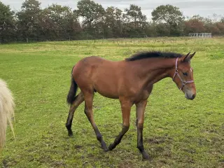 Hingst plag 