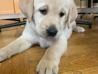 Fantastiske Labrador/Golden Retriever hvalpe 