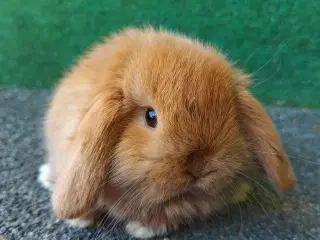 Minilop