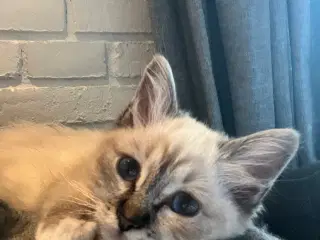 Athena