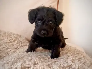 To uimodståelige drenge søger deres nye familier