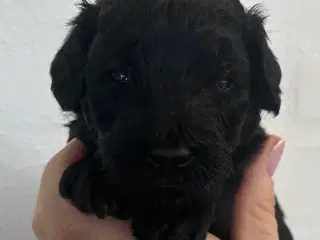 Goldenlabradoodle Hubert