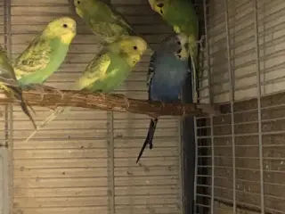 Billie undulater 14 stk samlet 350 kr