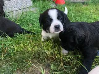 Cavalier King Charles Spaniel hvalpe