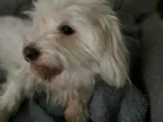 Dejlig og kærlig Coton tæve 