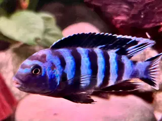 Har en lille flok f2 super flotte salousi malawi 