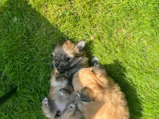 Maltipom hvalp
