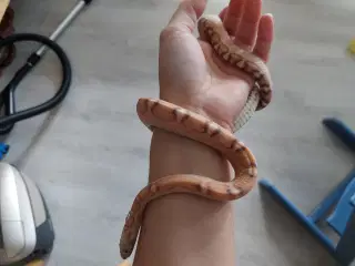 Kornsnog Scaleless