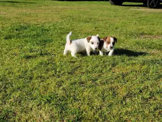 Jack Russell hvalpe