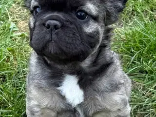 Fransk bulldog fluffy pige med stamtavle 