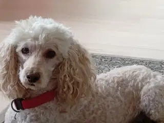 Puddel hund, voksen. Renlig, familiehund