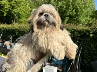 Lhasa Apso Stueopdræt