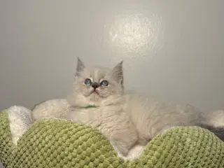 Ragdolls killinger med speciel baggrund 