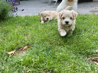 Bichon Havanaiser 