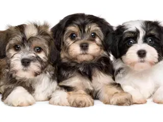 Søger en hund til min søn og jeg