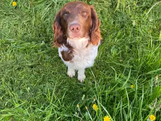 FT Springer Spaniel