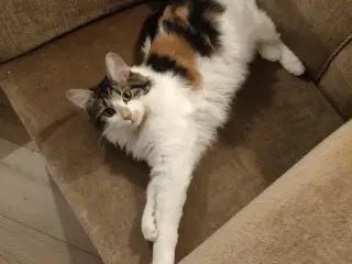 Kurilean Bobtail hunkastrat