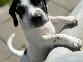 Ft springer spaniel 