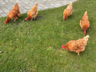 Høns som lige har fældet 3;5 årprisen er pr stk👍