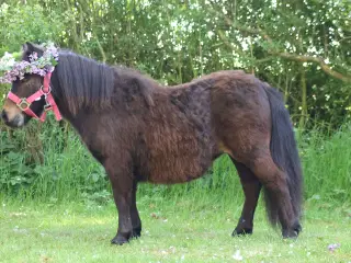 skøn shetlandspony hoppeplag, rødt pas