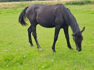 Snart 2 årig hannoveraner med springpotentiale