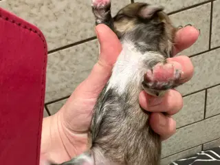 Yorkshire Terrier/Coton De Tulear 