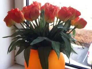 Orange tulipaner til salg