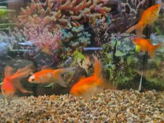 5 slørhaler sælges 