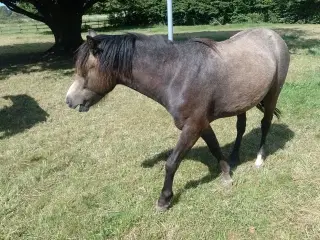 Welsh hingsteplag   1  år