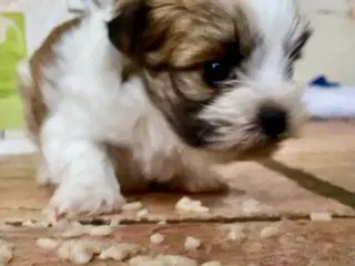 Biewer Yorkshire terrier / Bolognese