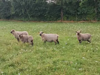 Shropshire gimmere