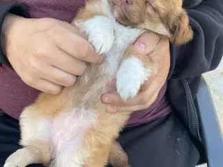 Chihuahua hvalpe