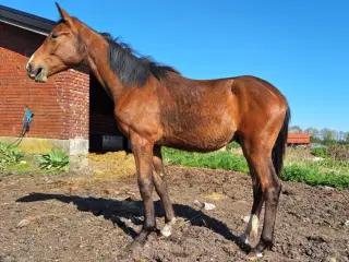 DV Hingst 1 års Dansk Varmblod