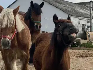 1 årig Jyskhest hingst sælges