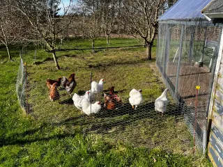 6 dværg wyandot høner
