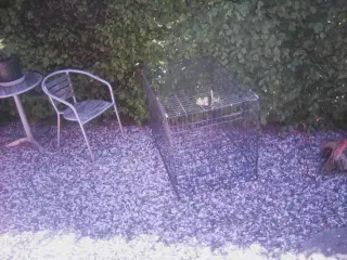 TRÅDBUR/GRÆSBUR