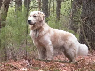 Søger Golden Retriever 