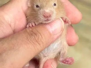 Guldhamster unger M/stamtavle