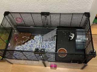 Bur med hamster 