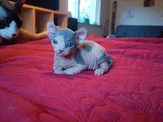 Sphynx Elf kat