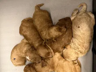 🐾maltipoo miniature 🩷februar 💙marts 🐾