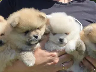 Pomeranian hvalpe  søger kærlig hjem :)