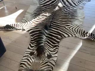Ægte zebraskind