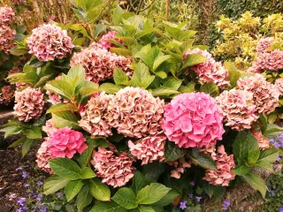 Hortensia busk sælges