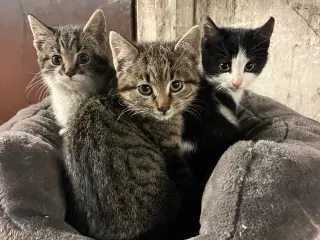 Super søde killinger sælges