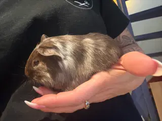 Marsvin drenge flytteklar