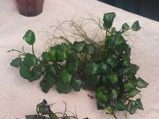 Anubias 20x15