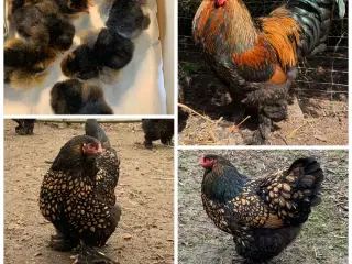 Brahma rugeæg stor race