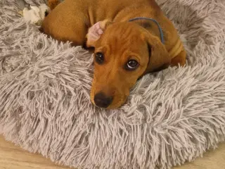 2 stk gravhundehvalpe korthåret mangler hjem