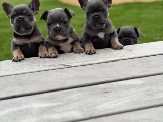 Fransk bulldog hvalpe